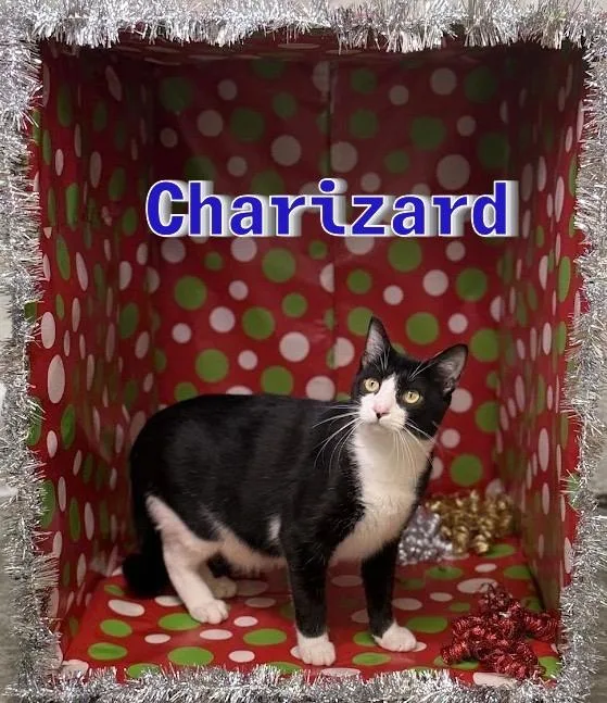 Charizard thumbnail 5