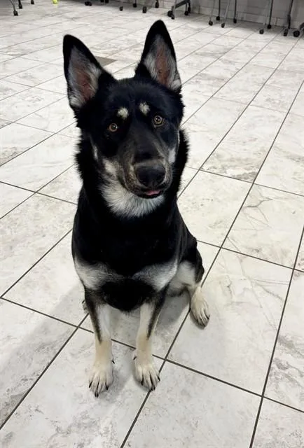 A young extra large-sized female Australian Shepherd dog named Bailey Shade for adoption in Kalamazoo, MI