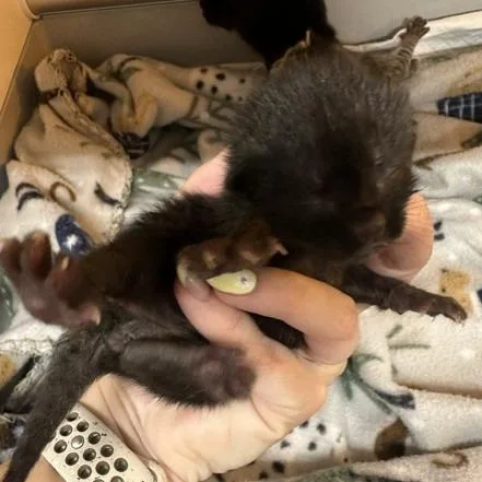 A baby small-sized male Black Domestic Short Hair cat named Dr. Frankenfurter for adoption in Clearwater, FL