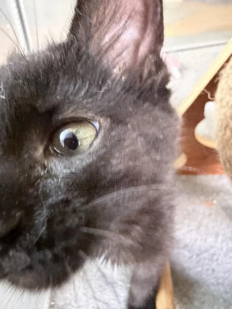 A baby small-sized female Black Domestic Short Hair cat named Blueberry for adoption in Omaha, NE