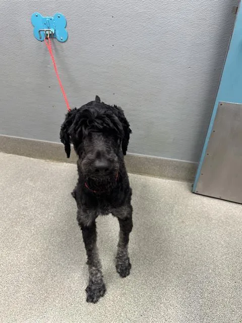 An adult large-sized female Poodle dog named Bowie for adoption in Las Vegas, NV