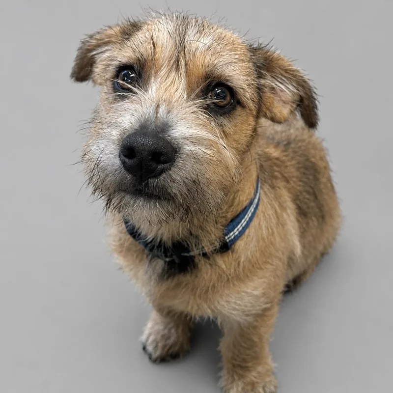 A baby small-sized male Yellow / Tan / Blond / Fawn Wirehaired Terrier dog named Carson for adoption in Newport, TN