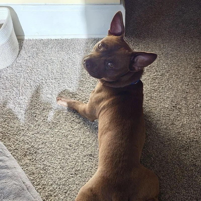 An adult medium-sized male Mixed Breed dog named Dillinger for adoption in Racine, WI
