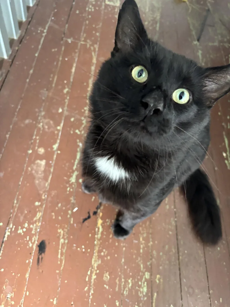 An adult medium-sized male Domestic Medium Hair cat named Nigel Fisher for adoption in Trenton, NJ