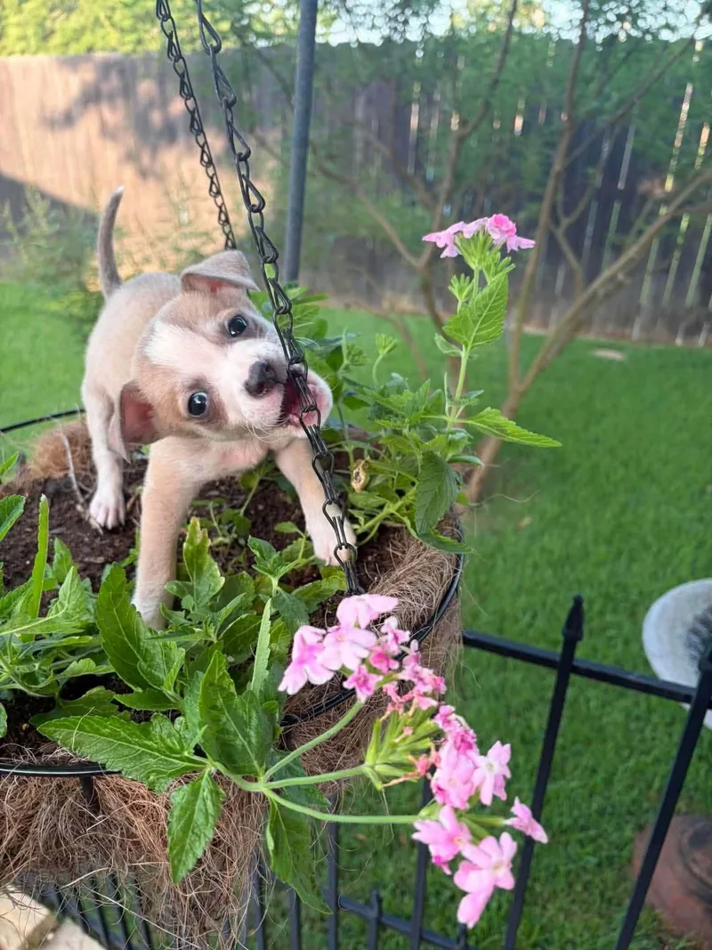 A baby medium-sized male Chihuahua dog named Ugg for adoption in New Baltimore, MI