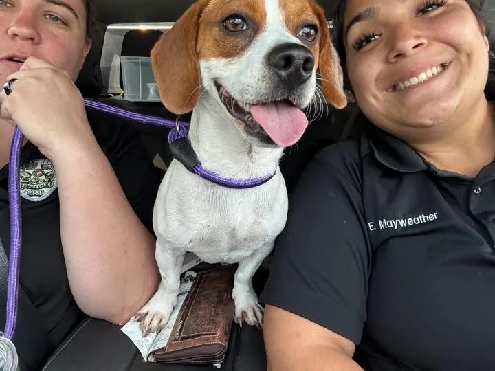 A young medium-sized male Dachshund dog named Small Dog for adoption in Humble, TX