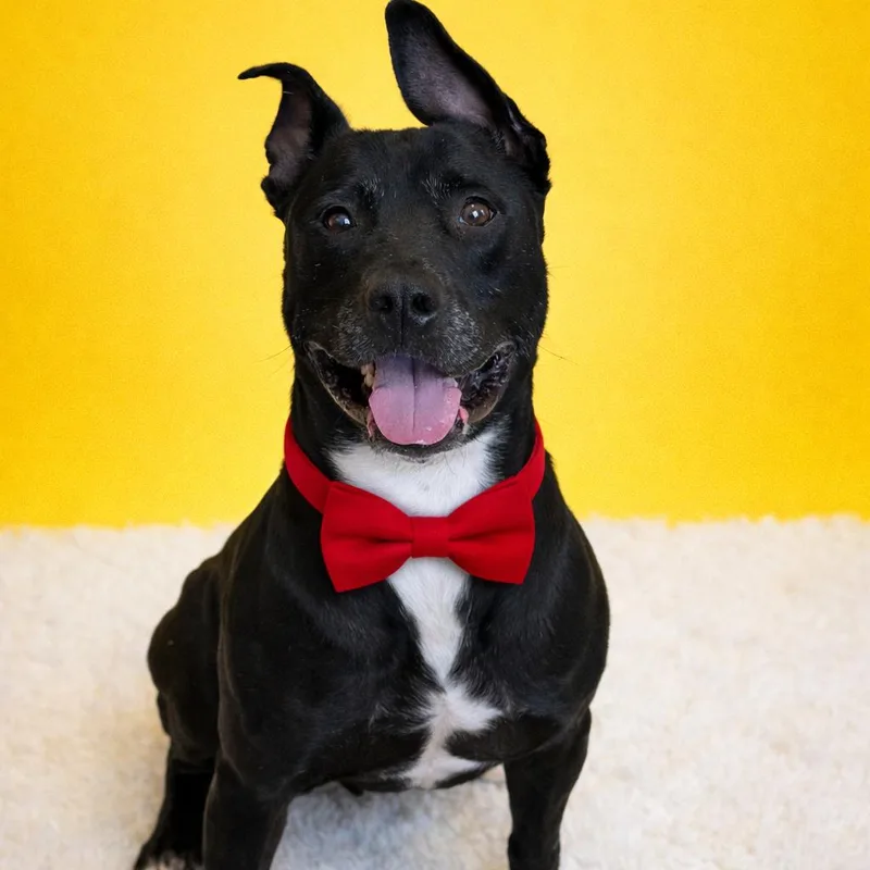 A senior large-sized male Black Mixed Breed dog named Steelix for adoption in Binghamton, NY