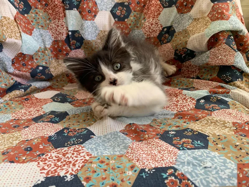 A baby medium-sized male Black & White / Tuxedo Domestic Long Hair cat named Cooper for adoption in Battle Creek, MI