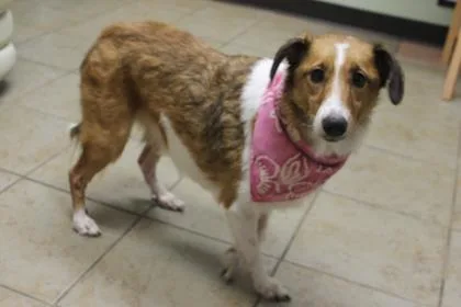A senior medium-sized female Brown / Chocolate Shetland Sheepdog / Sheltie dog named Stella for adoption in Covington, LA