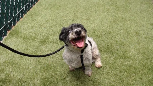 A senior medium-sized male Maltese dog named Pancho for adoption in Downey, CA