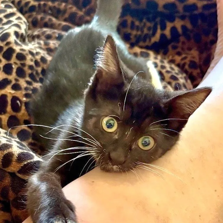 A baby medium-sized female Black & White / Tuxedo Tuxedo cat named Lucky for adoption in Springfield, OR