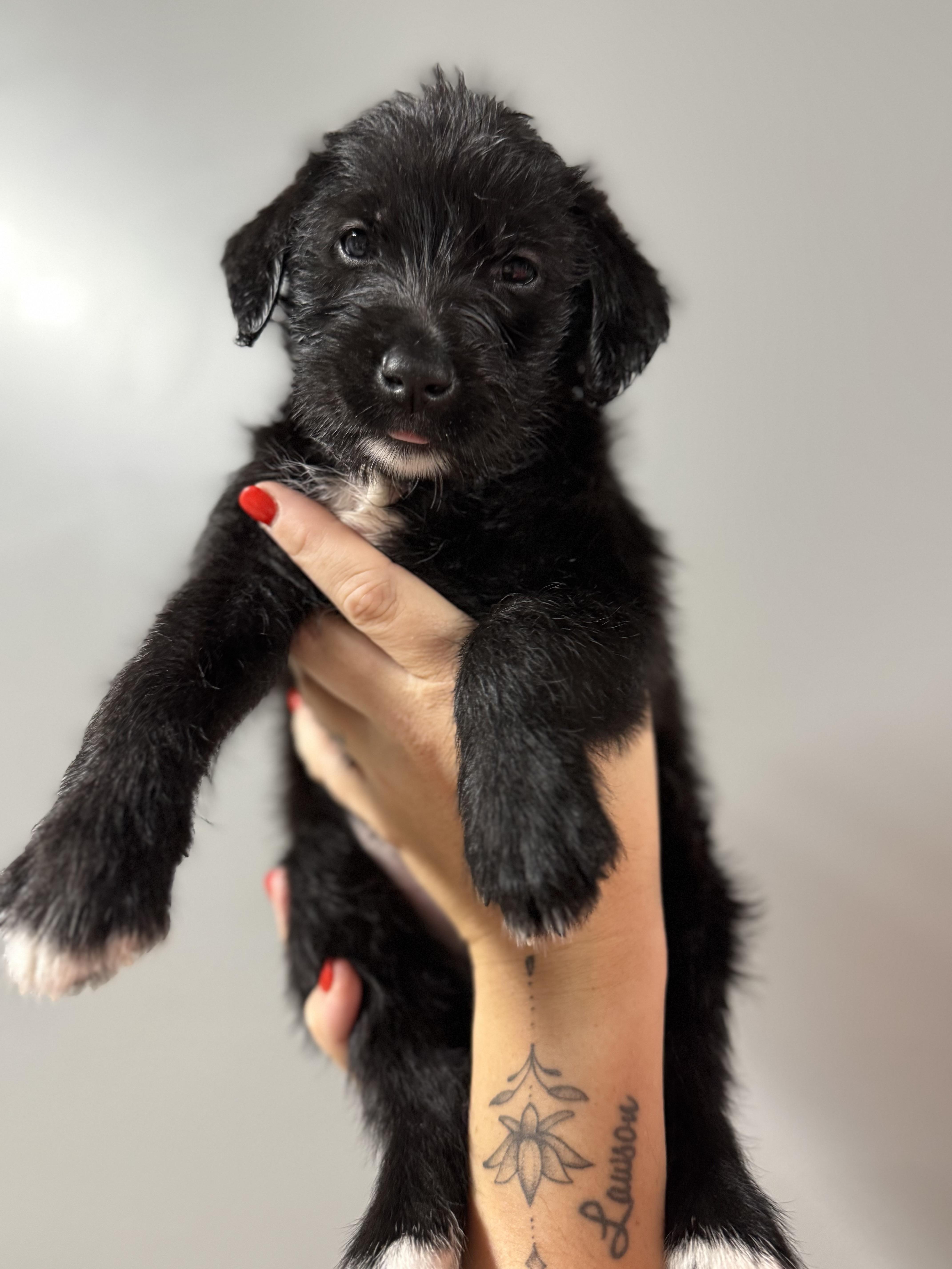 A baby medium-sized female Mixed Breed dog named Magnolia for adoption in MYRTLE BEACH, SC