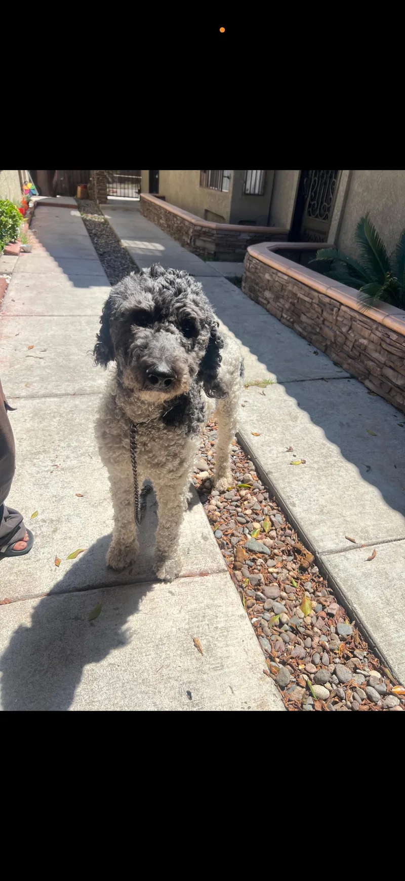 An adult medium-sized male Bicolor Labradoodle dog named Bruno  The Darling for adoption in Citrus Heights, CA