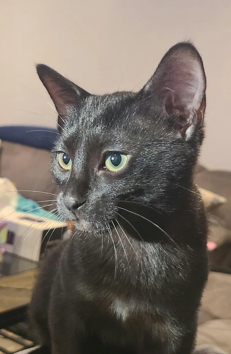 A baby medium-sized male Black Domestic Short Hair cat named Jj for adoption in Houston, TX