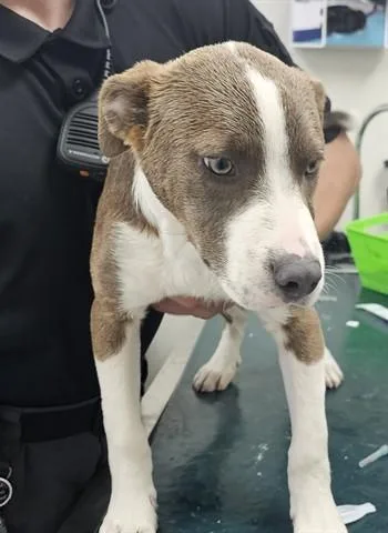 A baby small-sized male Pit Bull Terrier dog named Baldur for adoption in Garland, TX