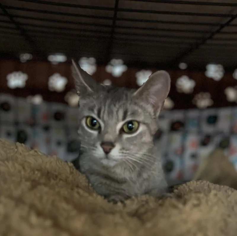 A young medium-sized female Domestic Short Hair cat named Wilma for adoption in Blasdell, NY