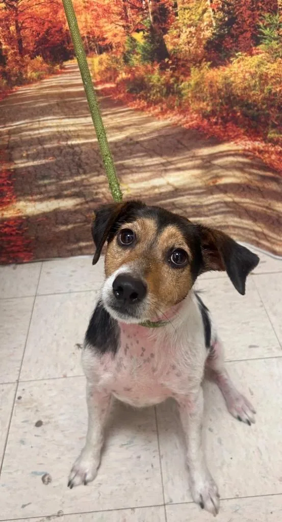 An adult medium-sized male Jack Russell Terrier dog named Beans for adoption in New Manchester, WV