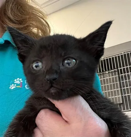 A baby medium-sized male Domestic Short Hair cat named Leo Meowsi for adoption in Houston, TX