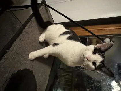 A young medium-sized male Domestic Short Hair cat named Lucky for adoption in Port Republic, MD