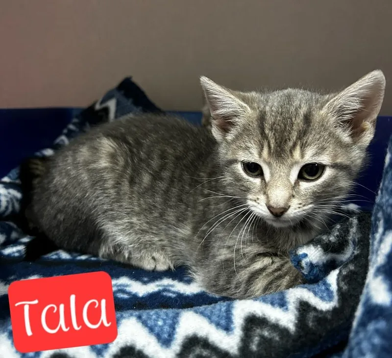 Tala