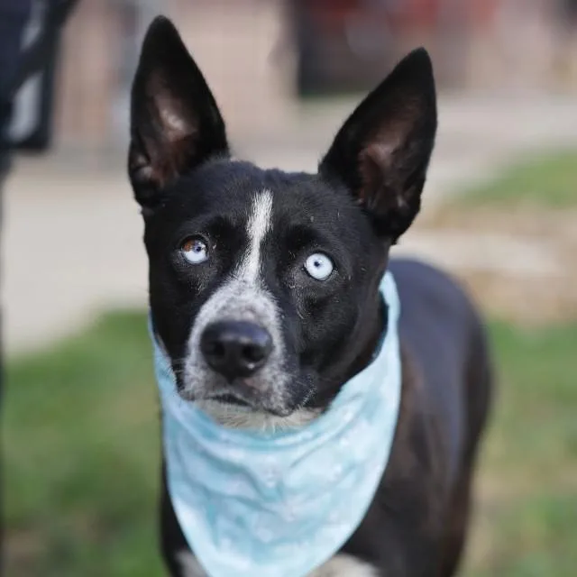 An adult medium-sized female Australian Cattle Dog / Blue Heeler dog named Kiki for adoption in San Antonio, TX