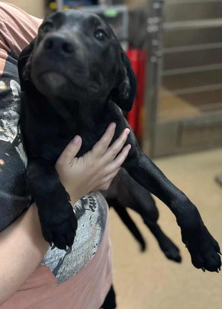 A baby small-sized male Mixed Breed dog named Ash for adoption in Rome, GA