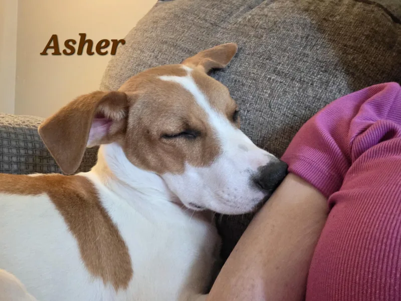 Asher thumbnail 3