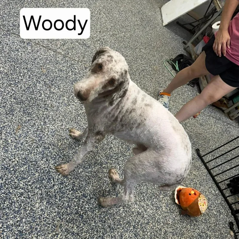 An adult large-sized male White / Cream Goldendoodle dog named Woody for adoption in Dover, AR