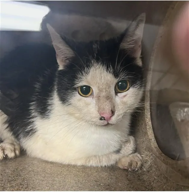 A young medium-sized female Domestic Short Hair cat named Bubble Bass for adoption in Lincolnton, NC