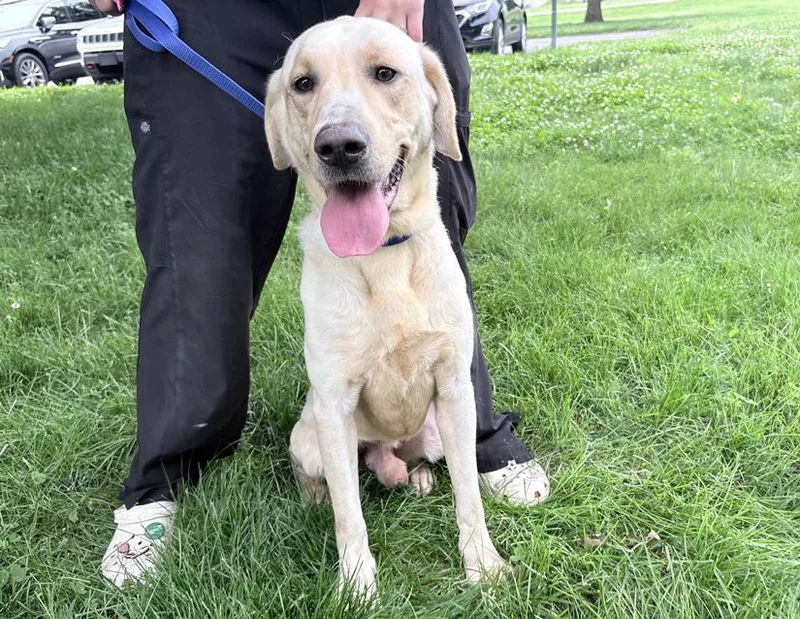An adult medium-sized male Yellow / Tan / Blond / Fawn Labrador Retriever dog named Coco for adoption in Columbus, IN
