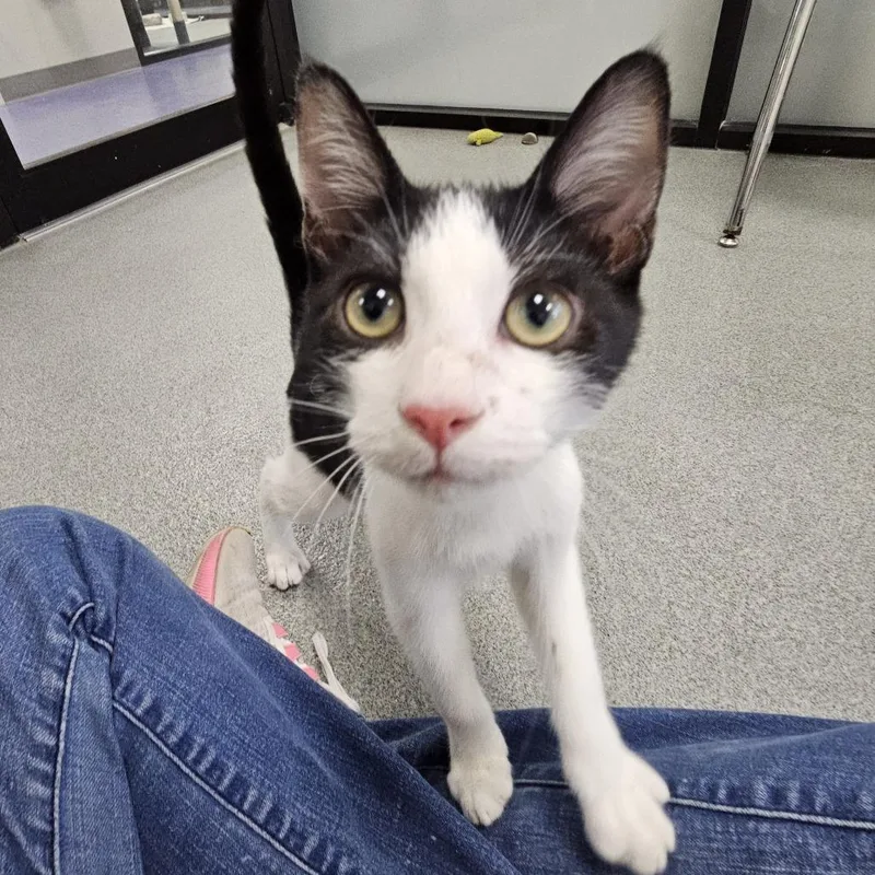 A baby medium-sized male Domestic Short Hair cat named Tommy for adoption in Gainesville, FL