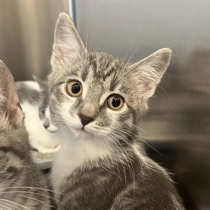 A baby small-sized female Gray / Blue / Silver Domestic Short Hair cat named Charlie for adoption in Hinsdale, IL