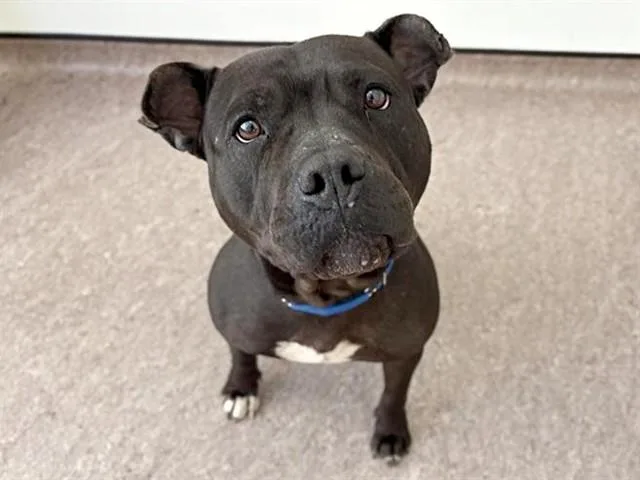 A young large-sized female Pit Bull Terrier dog named Persimmon for adoption in Saint Louis, MO