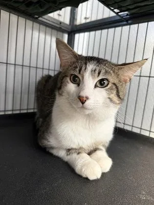 An adult medium-sized male Domestic Short Hair cat named Phil for adoption in St. Anne, IL