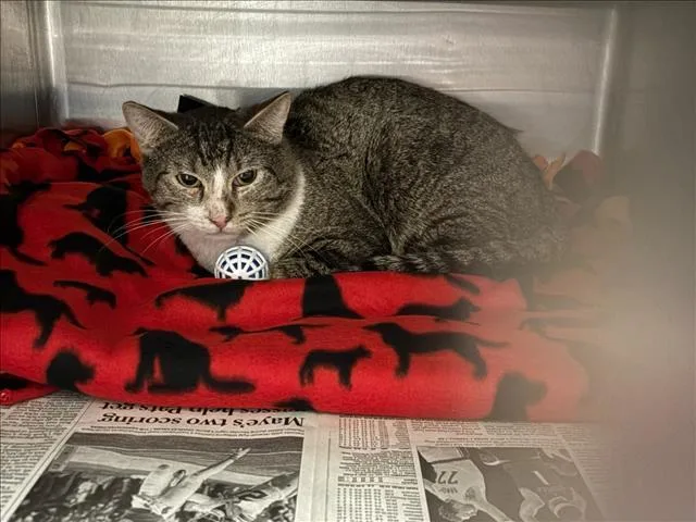 An adult medium-sized male Domestic Short Hair cat named Mufasa for adoption in Chatsworth, CA