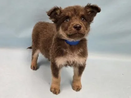 A baby small-sized male German Shepherd Dog dog named Kairo for adoption in Coon Rapids, MN