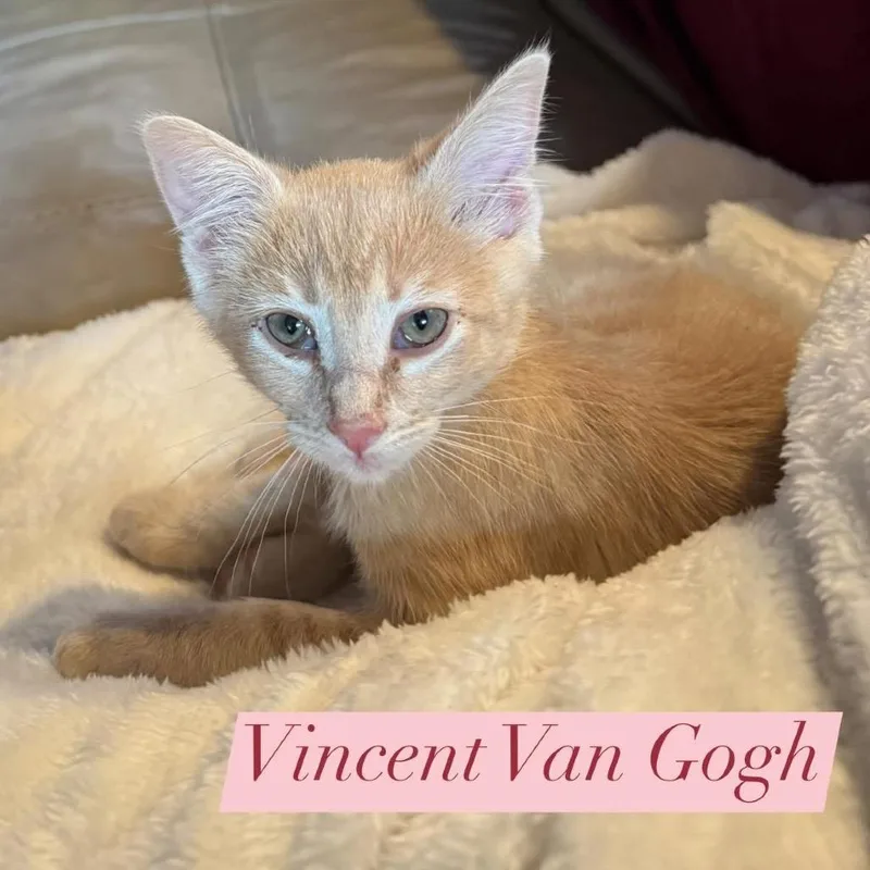 A baby small-sized male Buff / Tan / Fawn Domestic Short Hair cat named Vincent Van Gogh for adoption in League City, TX