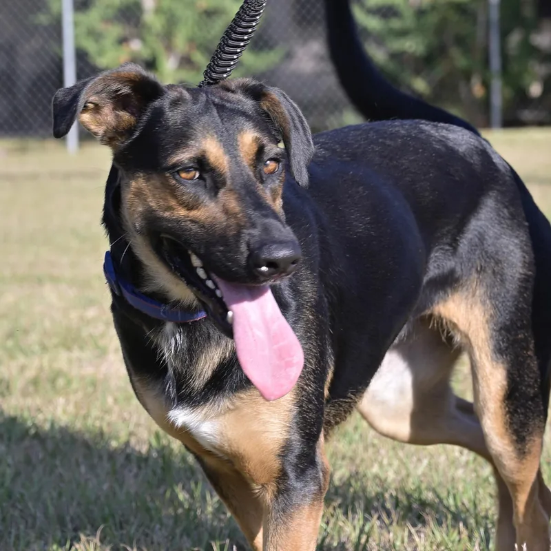 A young large-sized female Black Catahoula Leopard Dog named Ladybug for adoption in Liverpool, TX