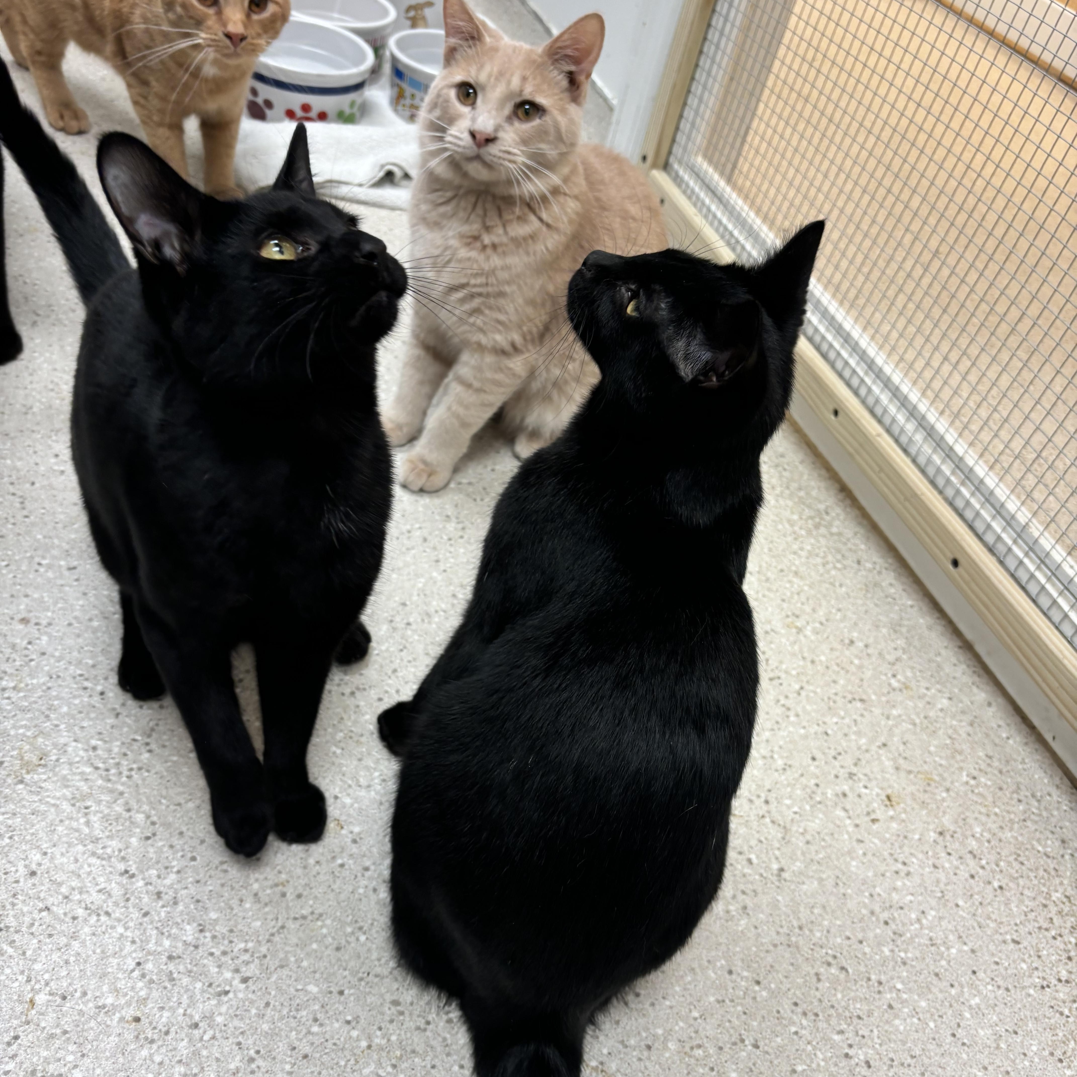 Inky & Boo thumbnail 2