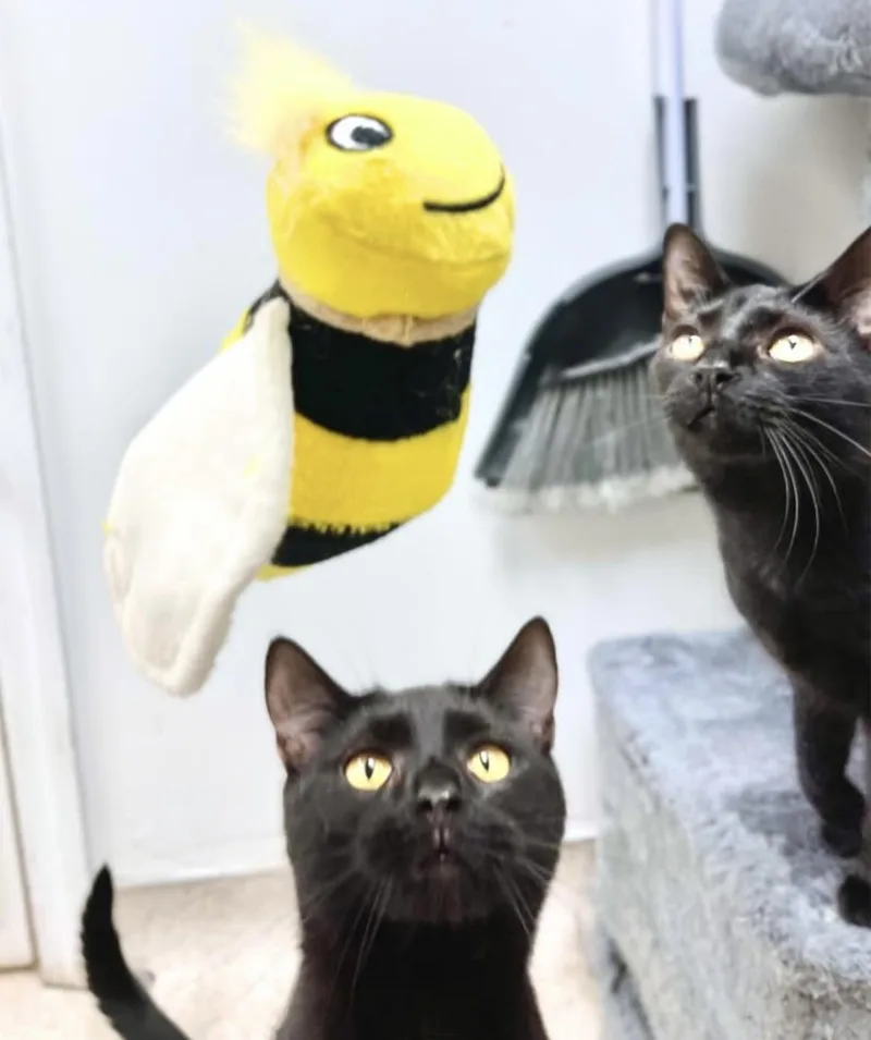 Inky & Boo thumbnail 3