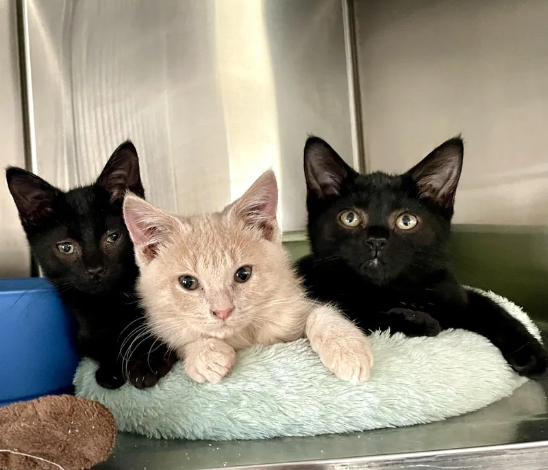 Inky & Boo thumbnail 4