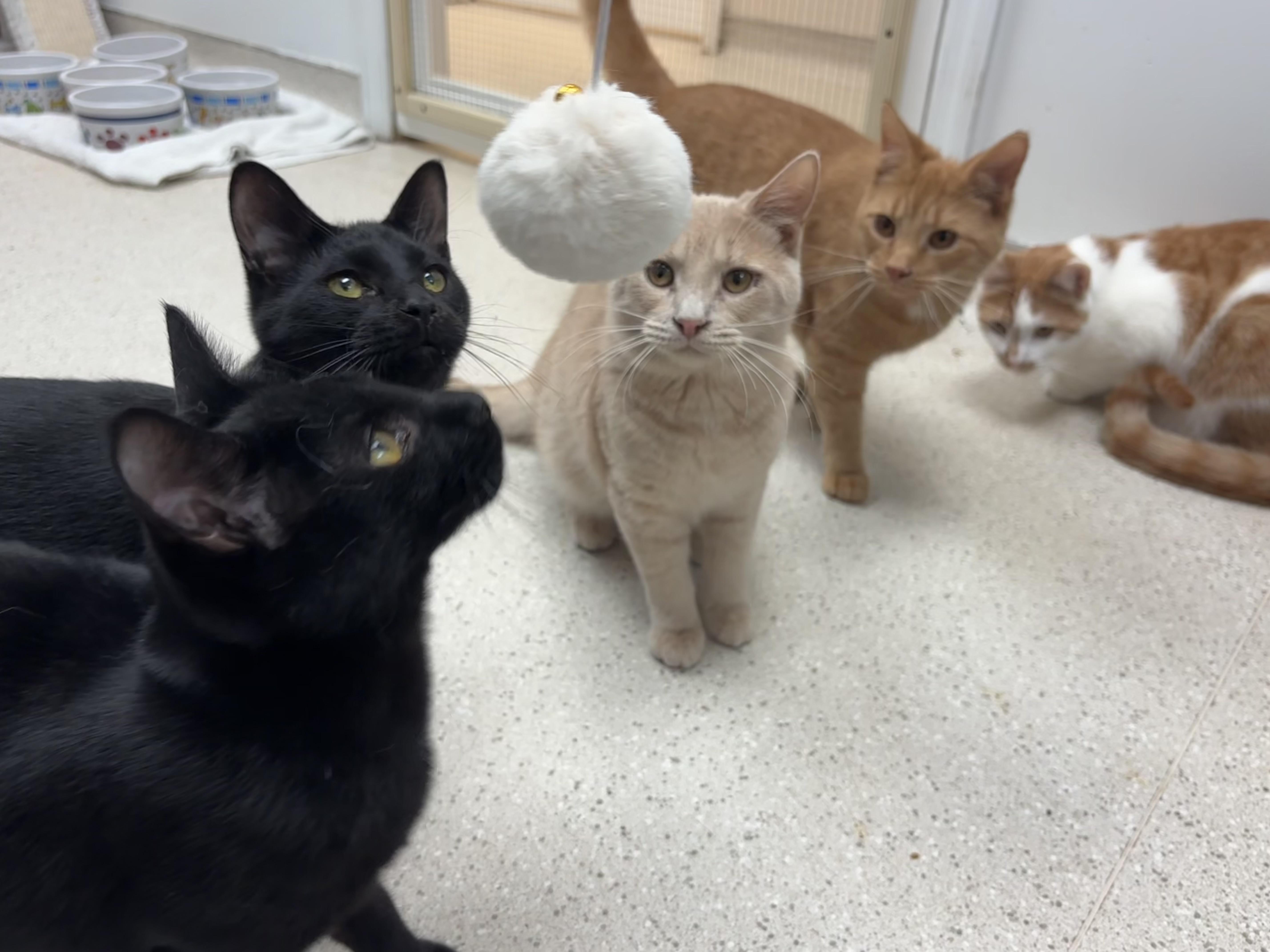 Inky & Boo thumbnail 5