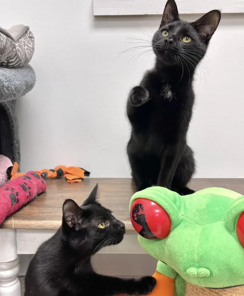 Inky & Boo thumbnail 6