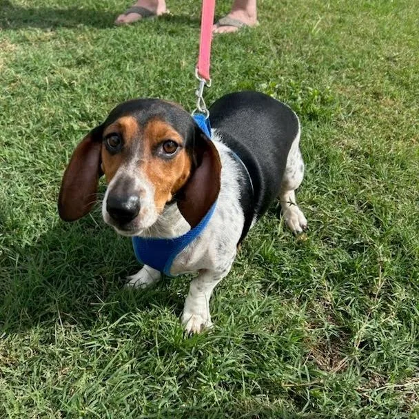 An adult medium-sized female Brown / Chocolate Basset Hound dog named Presley for adoption in Fredericksburg, TX