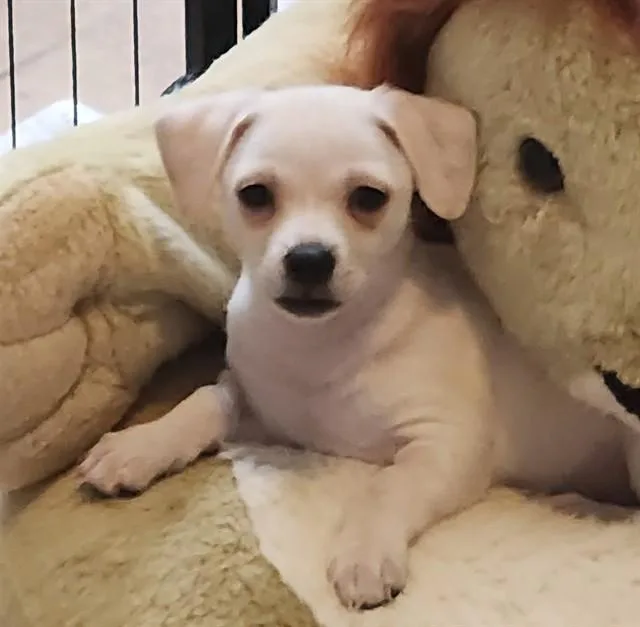 A baby small-sized male Terrier dog named Apollo for adoption in Tucson, AZ