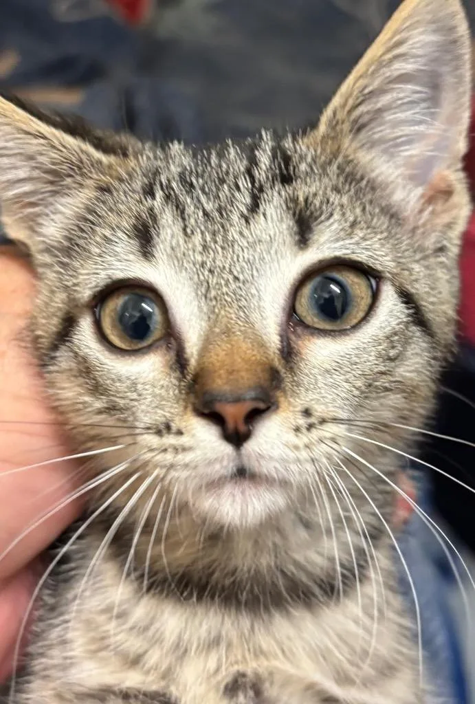 A baby small-sized female Domestic Short Hair cat named Spirit for adoption in Elizabethton, TN