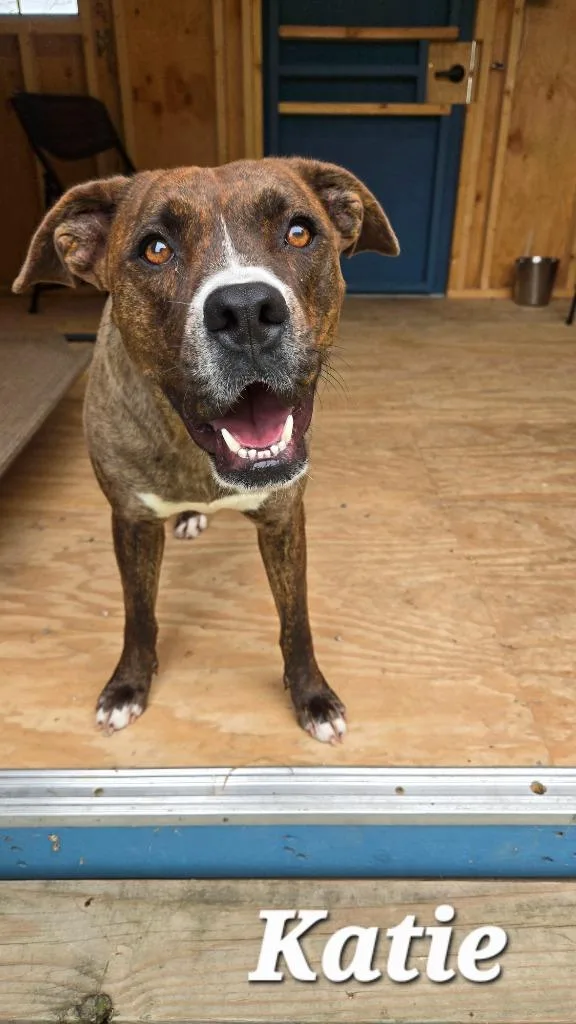 A young large-sized female Boxer dog named Katie Yrly for adoption in Sidney, OH