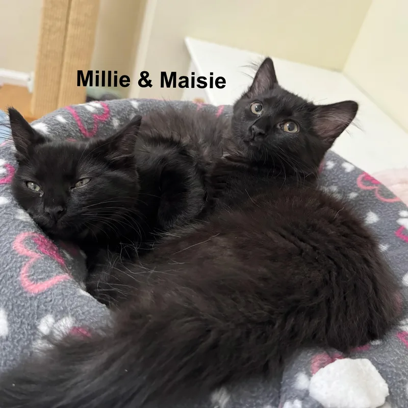 A baby medium-sized female Domestic Medium Hair cat named Maisie for adoption in Springfield, OR