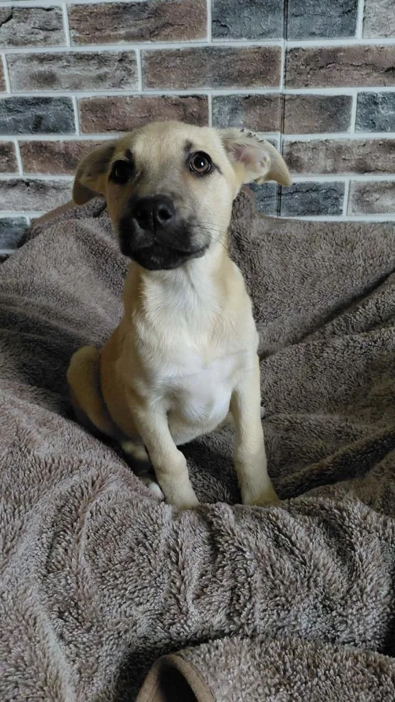 A baby medium-sized female Mixed Breed dog named Laurel for adoption in sun prairie, WI