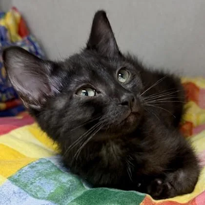 A baby small-sized female Black Domestic Short Hair cat named Violet for adoption in Atlanta, GA